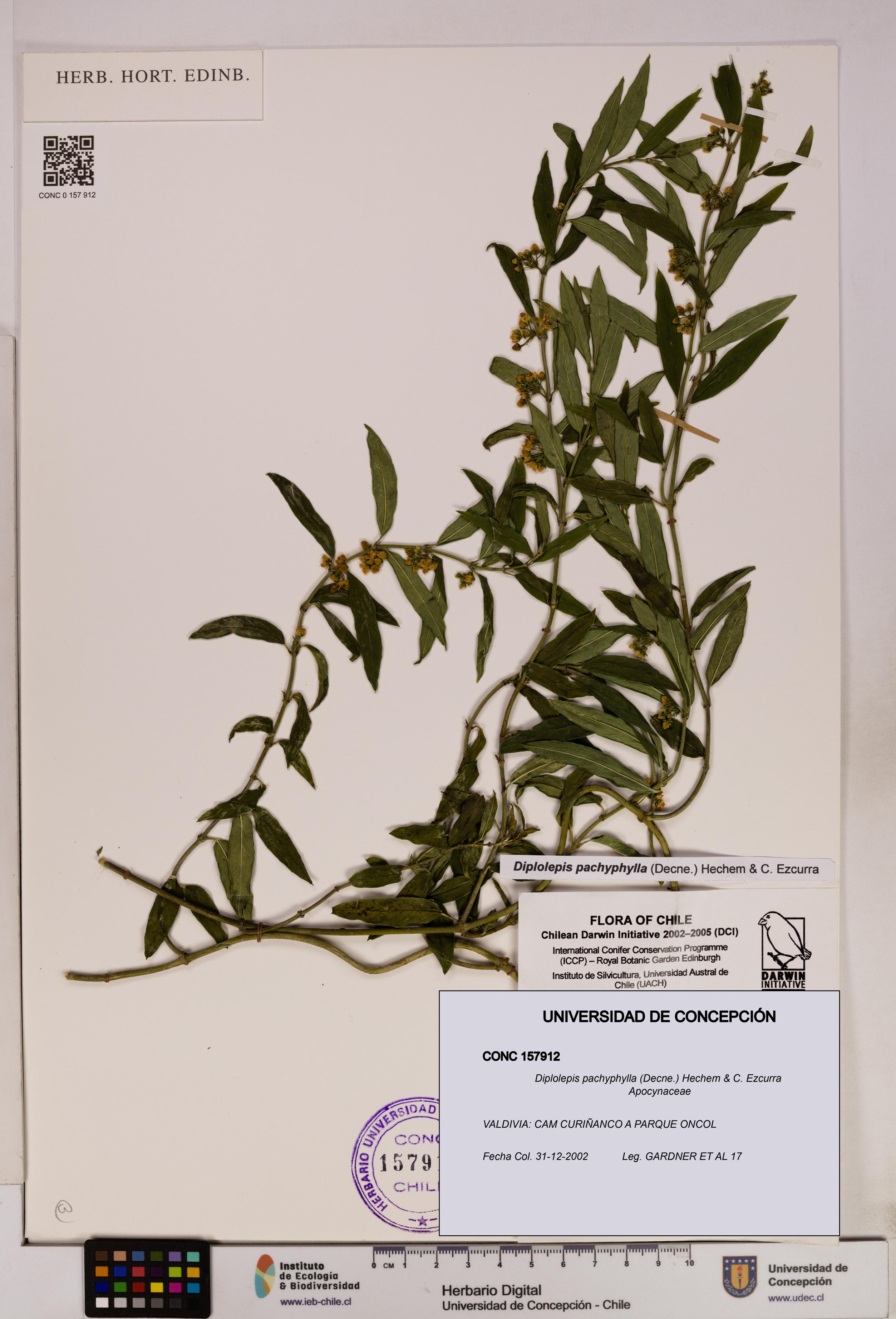 Diplolepis pachyphylla [Espécimen: UDEC:CONC:0157912]