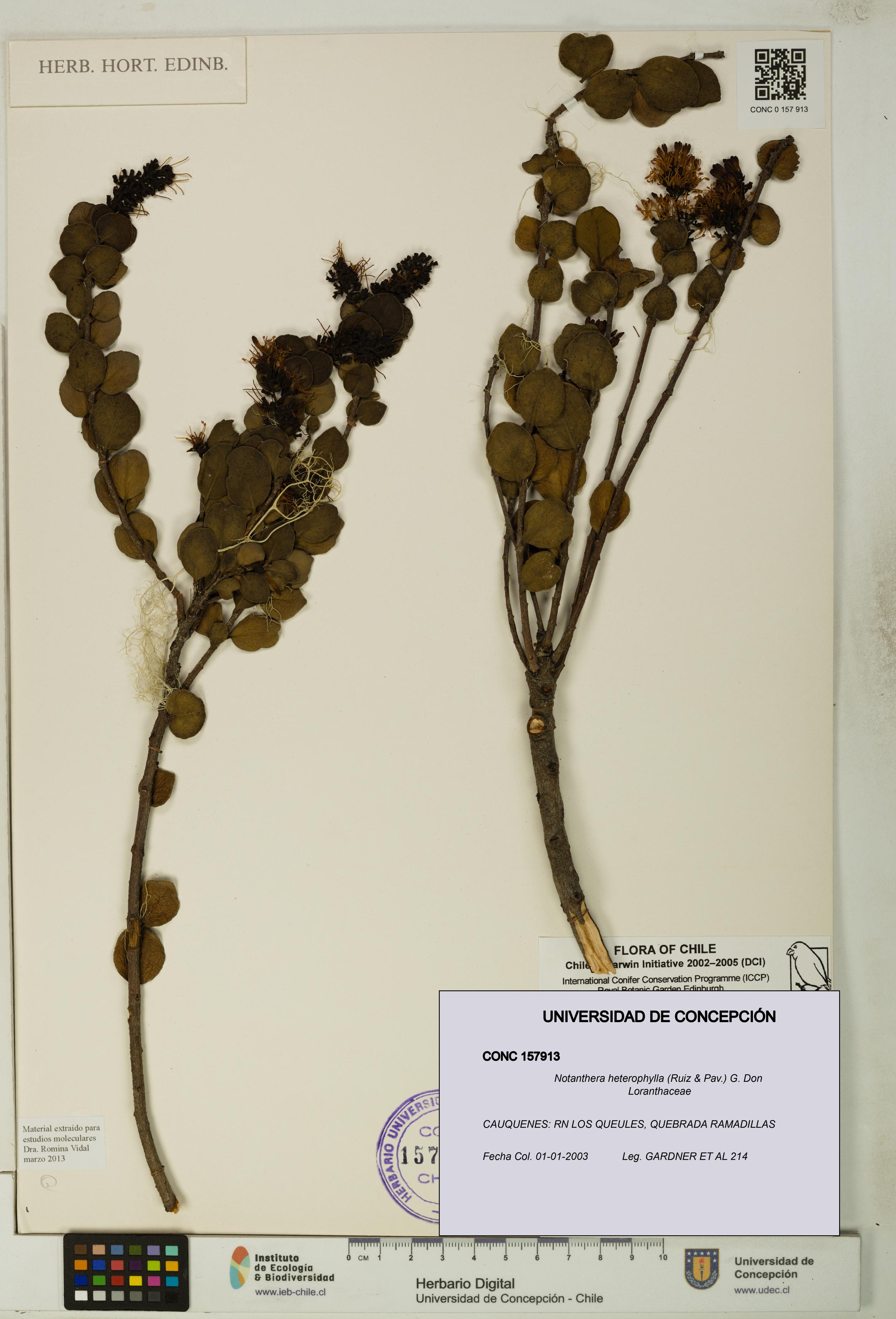 Notanthera heterophylla [Espécimen: UDEC:CONC:0157913]
