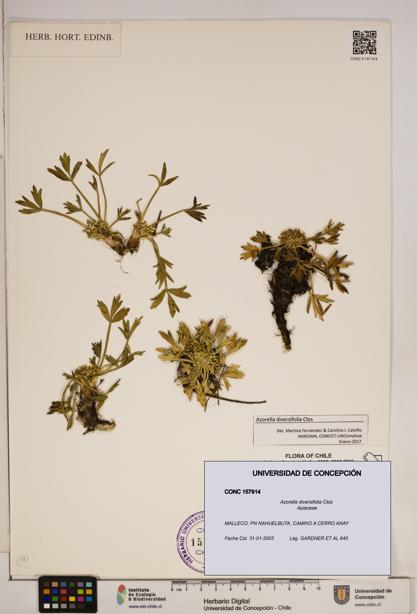 Azorella diversifolia [Espécimen: ]