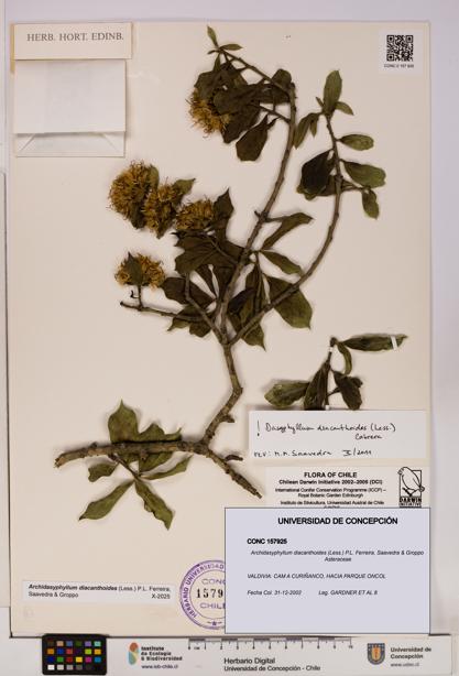Archidasyphyllum diacanthoides [Espécimen: UDEC:CONC:0157925]