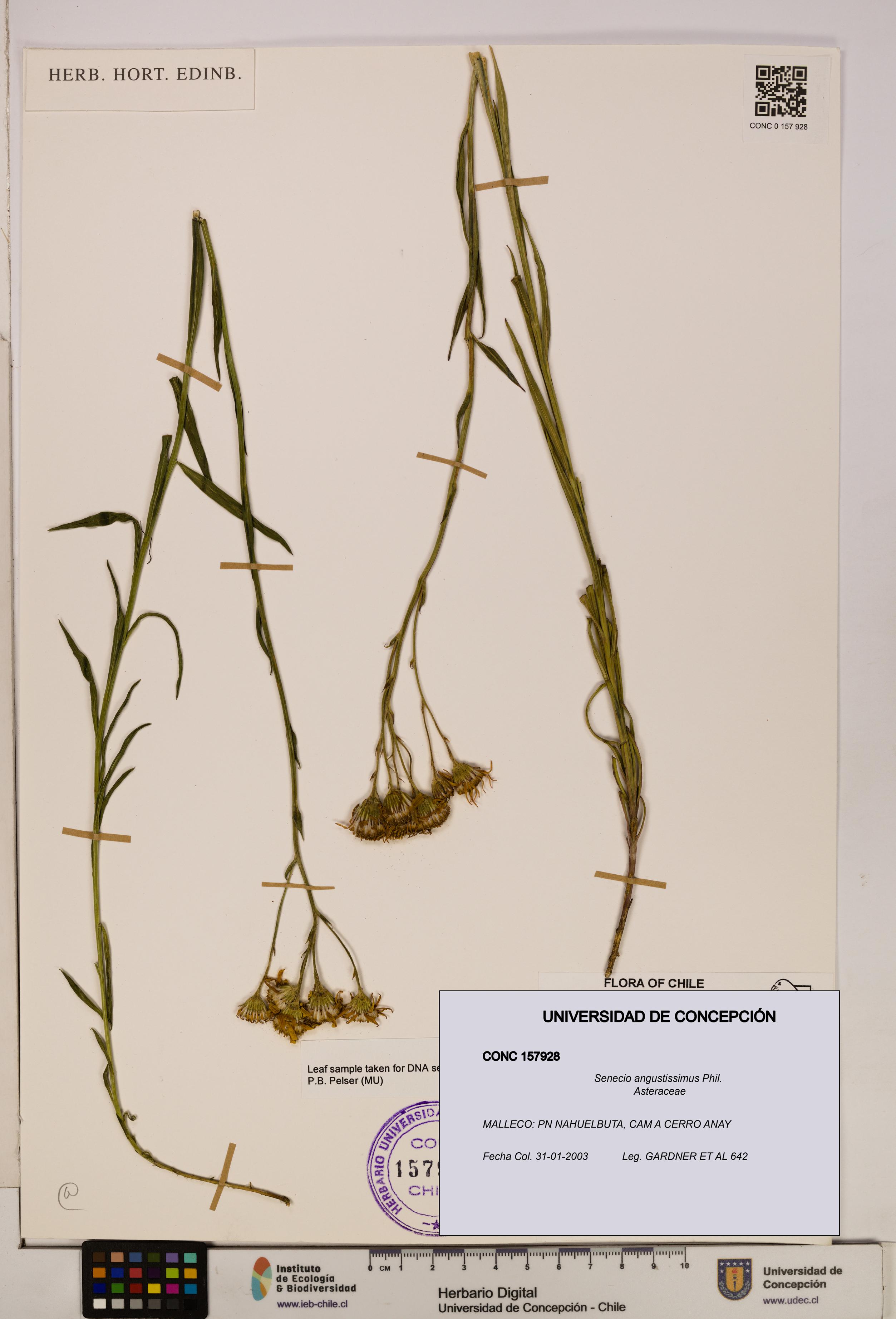 Senecio angustissimus [Espécimen: UDEC:CONC:0157928]