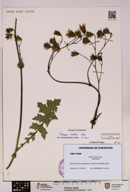 Perezia nutans [Espécimen: UDEC:CONC:0157929]