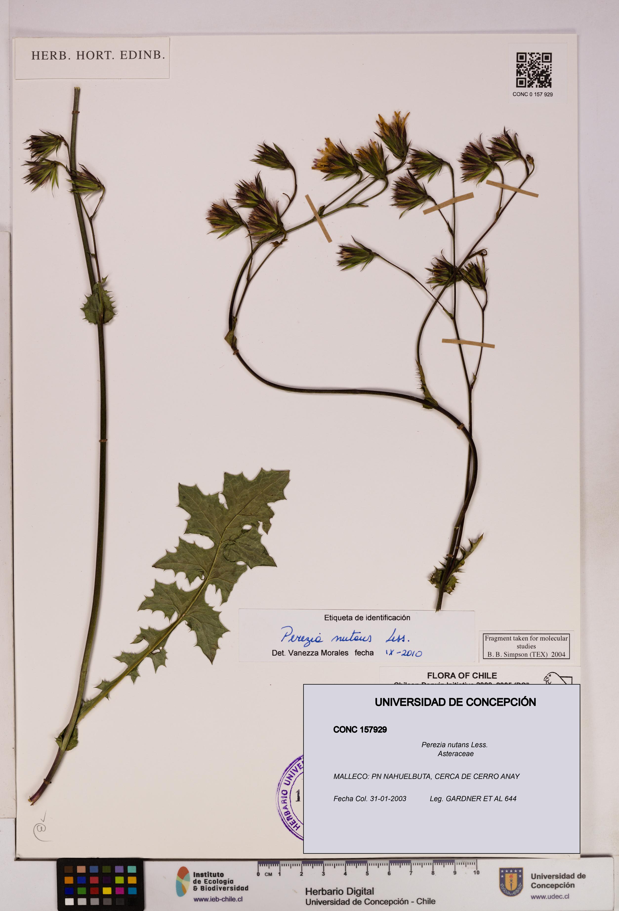 Perezia nutans [Espécimen: UDEC:CONC:0157929]