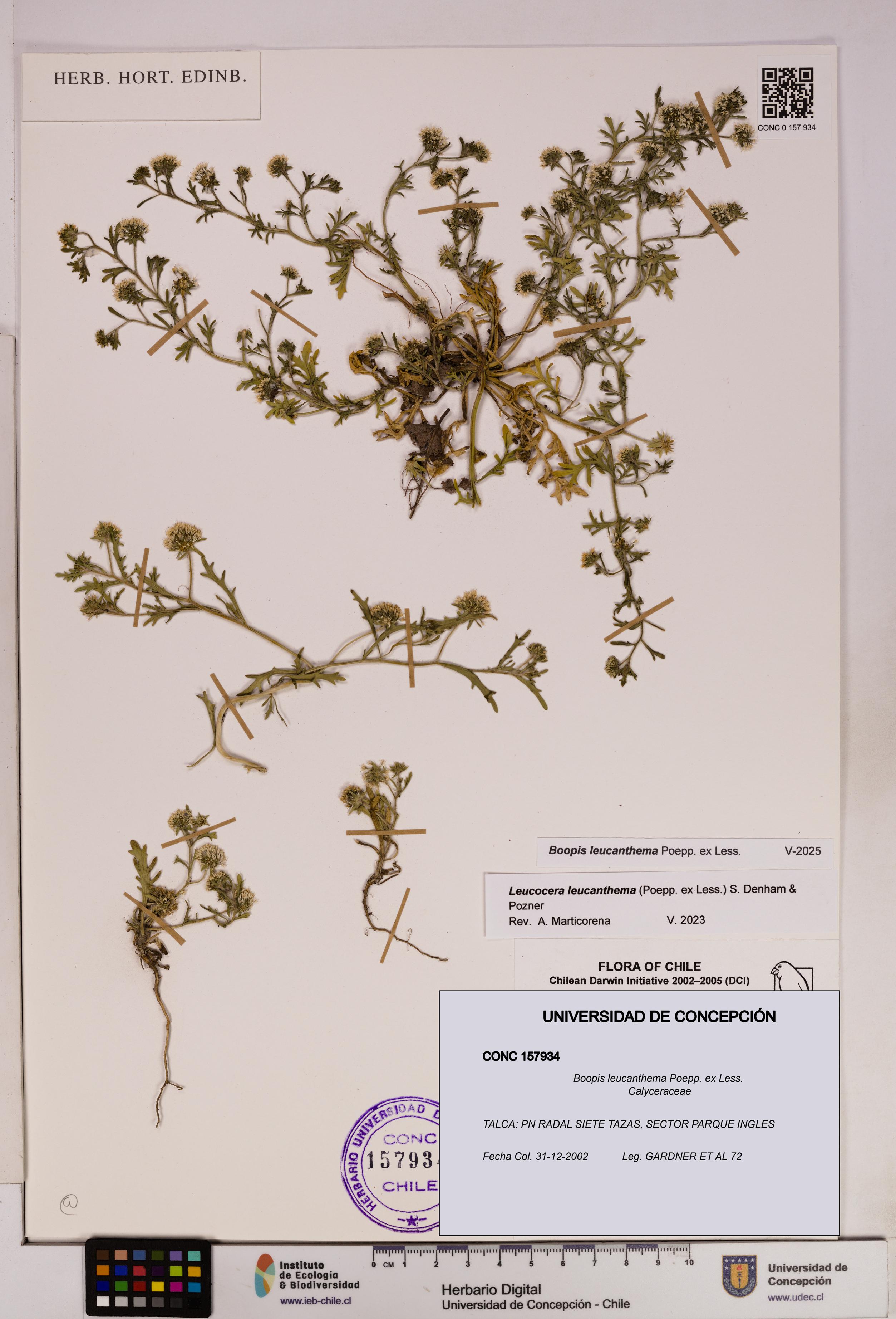 Boopis leucanthema [Espécimen: UDEC:CONC:0157934]