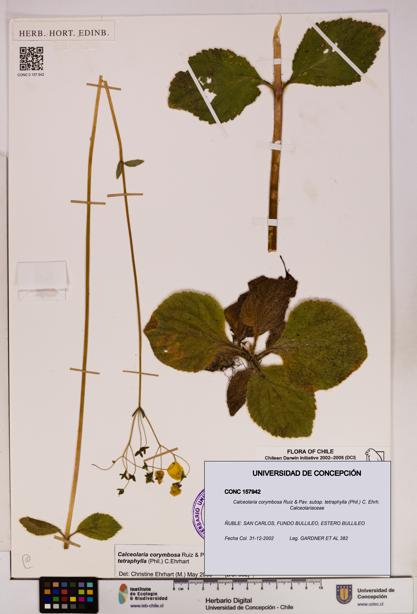 Calceolaria corymbosa [Espécimen: UDEC:CONC:0157942]