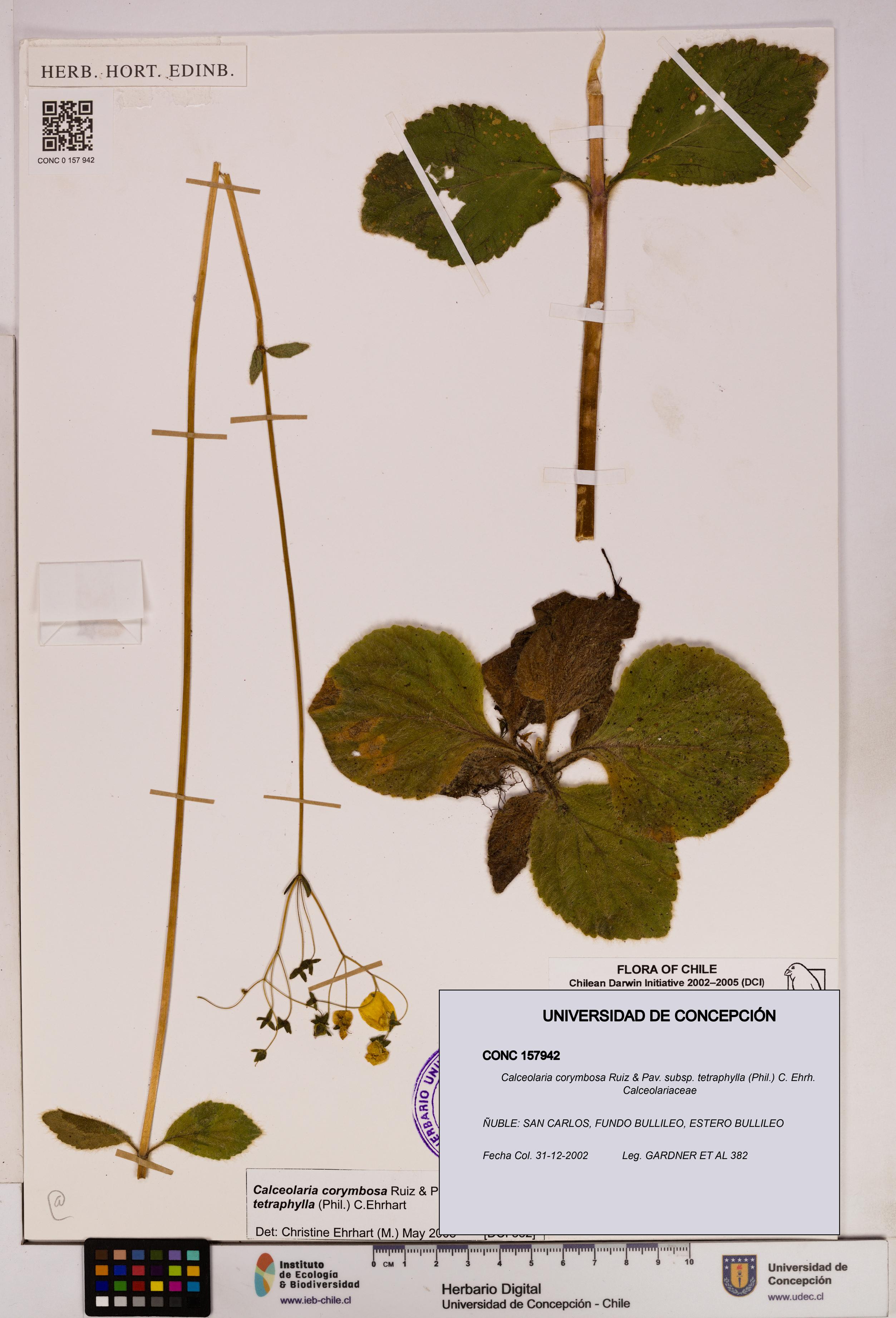 Calceolaria corymbosa [Espécimen: UDEC:CONC:0157942]