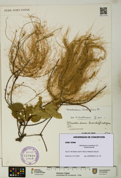 Misodendrum linearifolium [Espécimen: UDEC:CONC:0157949]