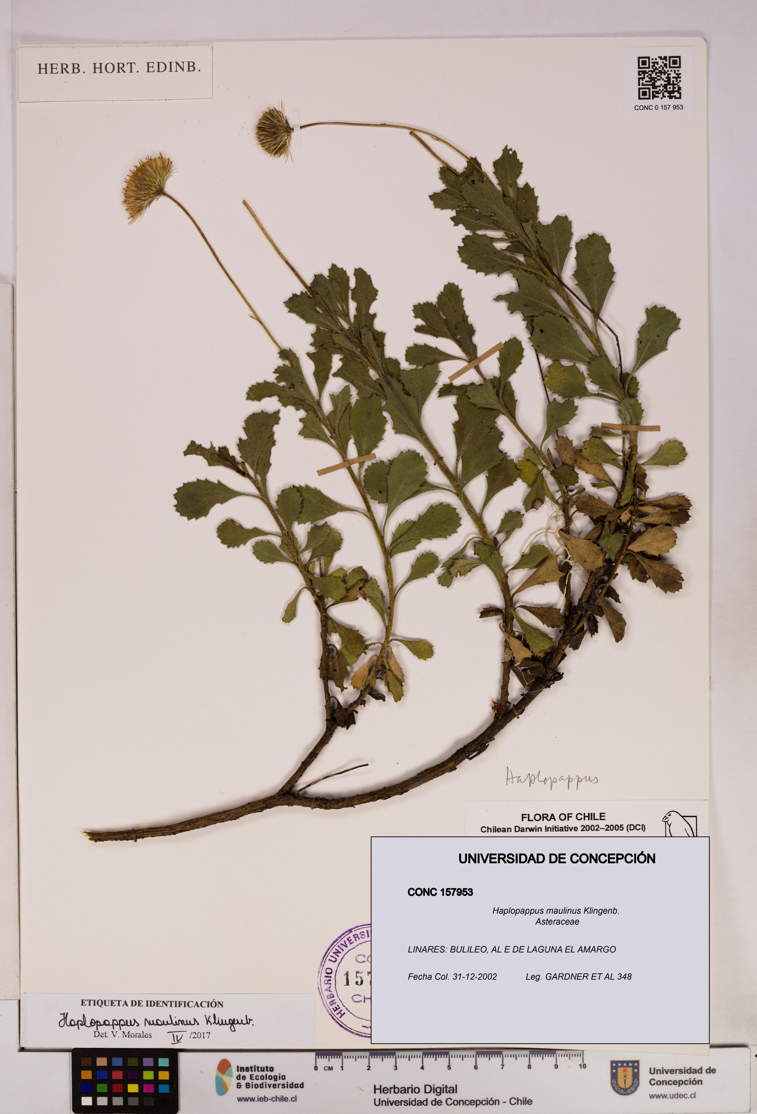 Haplopappus maulinus [Espécimen: UDEC:CONC:0157953]