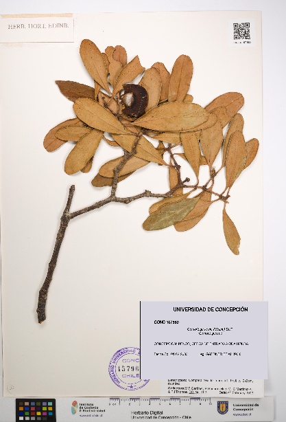 Gomortega keule [Espécimen: UDEC:CONC:0157960]
