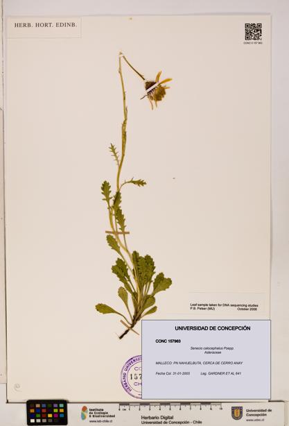 Senecio calocephalus [Espécimen: UDEC:CONC:0157963]
