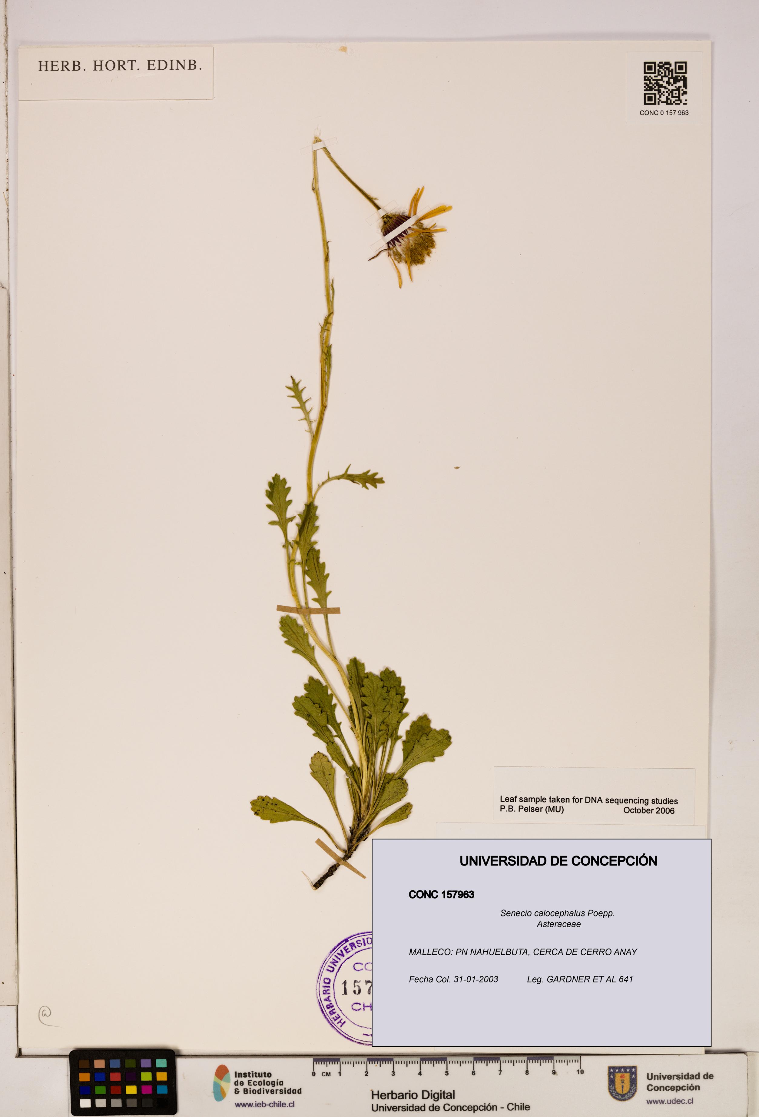 Senecio calocephalus [Espécimen: UDEC:CONC:0157963]