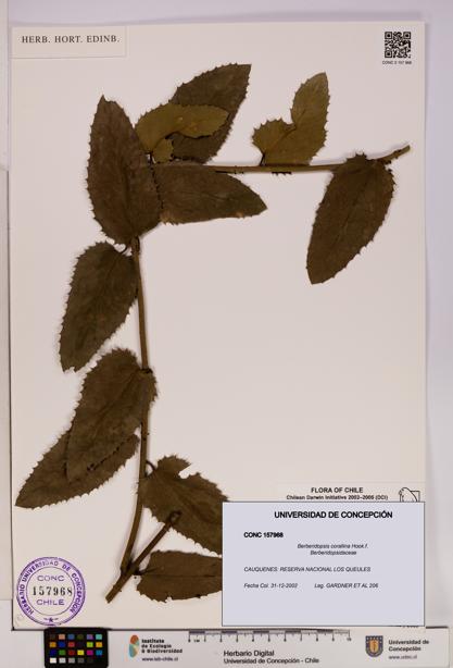Berberidopsis corallina [Espécimen: UDEC:CONC:0157968]