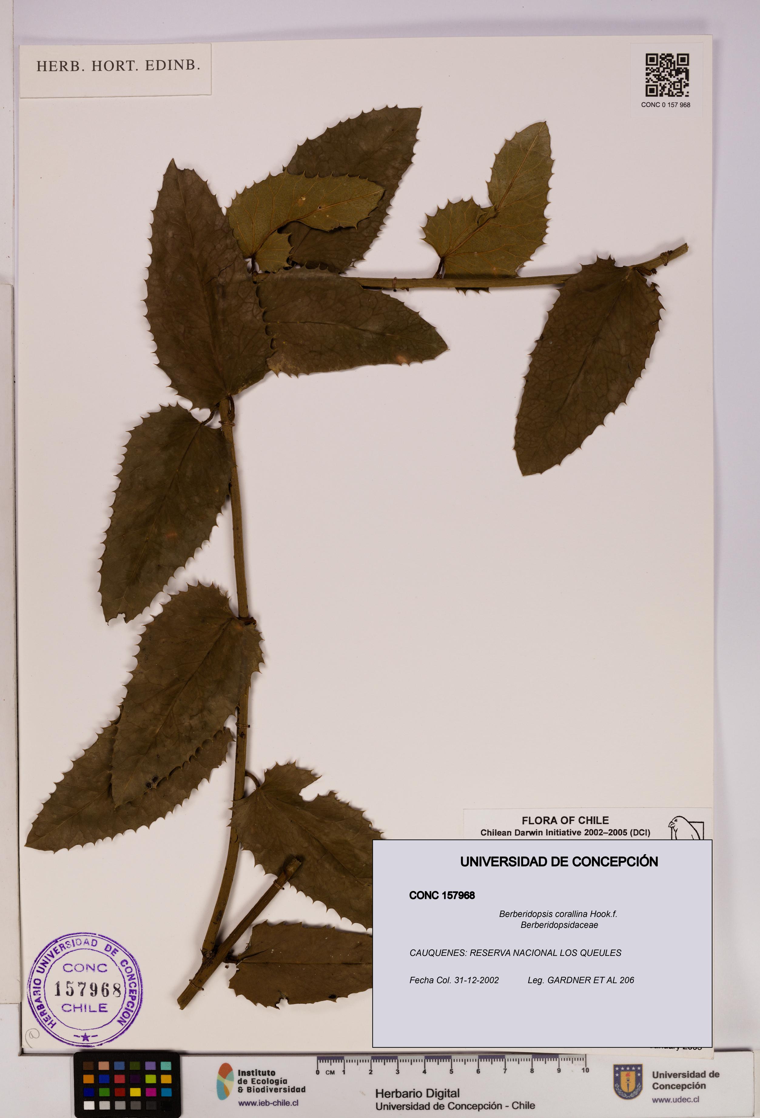 Berberidopsis corallina [Espécimen: UDEC:CONC:0157968]