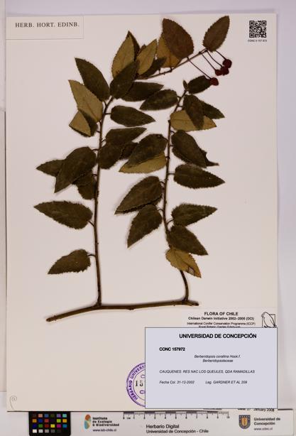 Berberidopsis corallina [Espécimen: UDEC:CONC:0157972]