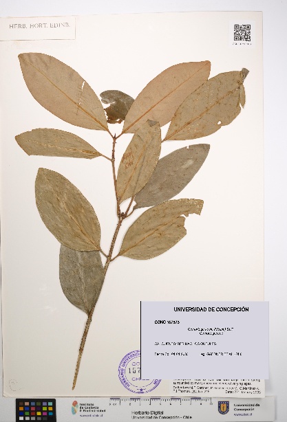 Gomortega keule [Espécimen: UDEC:CONC:0157973]