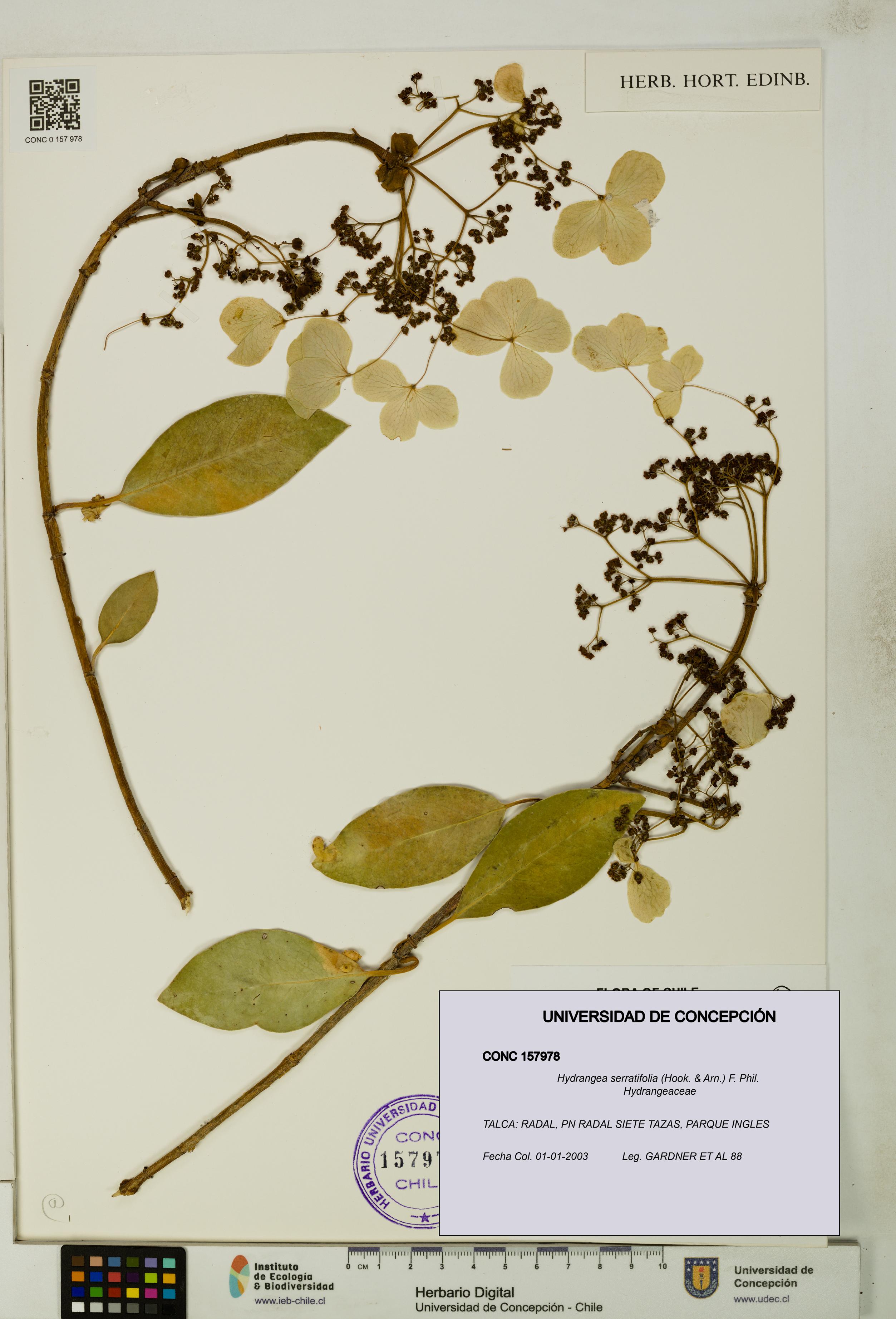 Hydrangea serratifolia [Espécimen: UDEC:CONC:0157978]