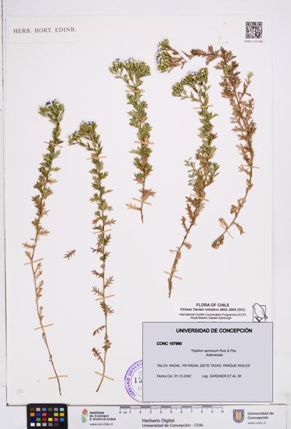 Triptilion spinosum [Espécimen: ]