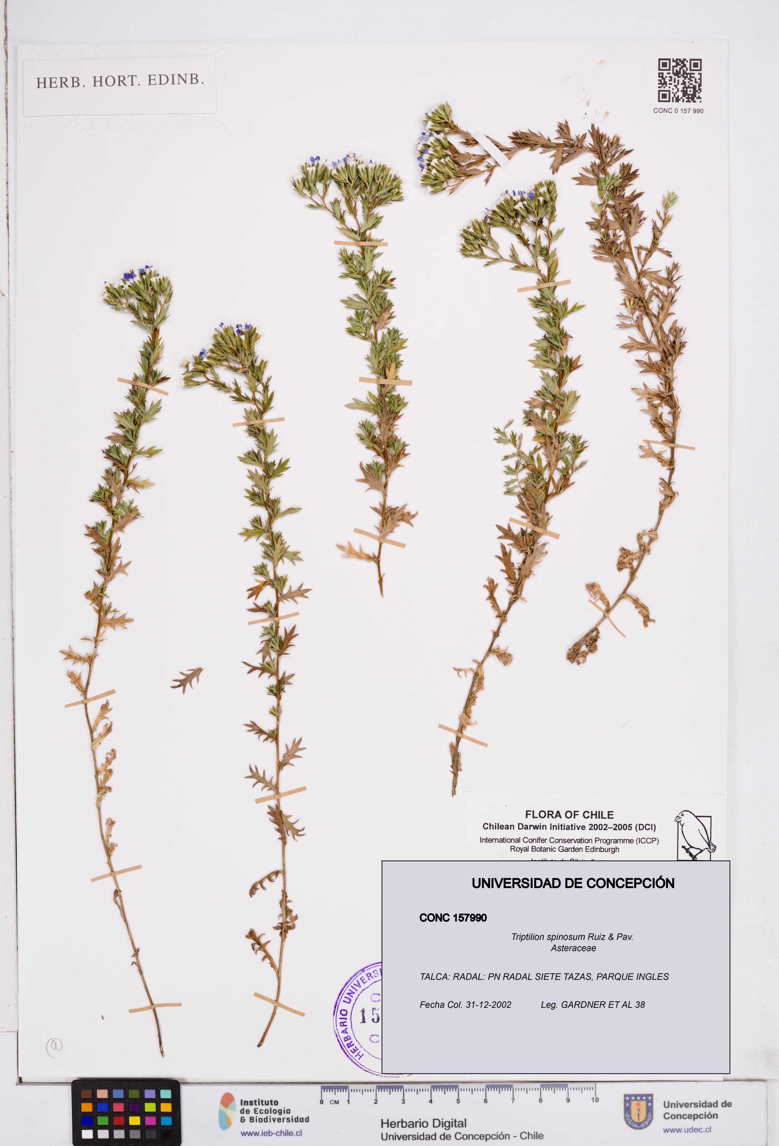 Triptilion spinosum [Espécimen: ]