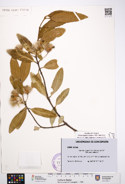 Laurelia sempervirens [Espécimen: UDEC:CONC:0157992]