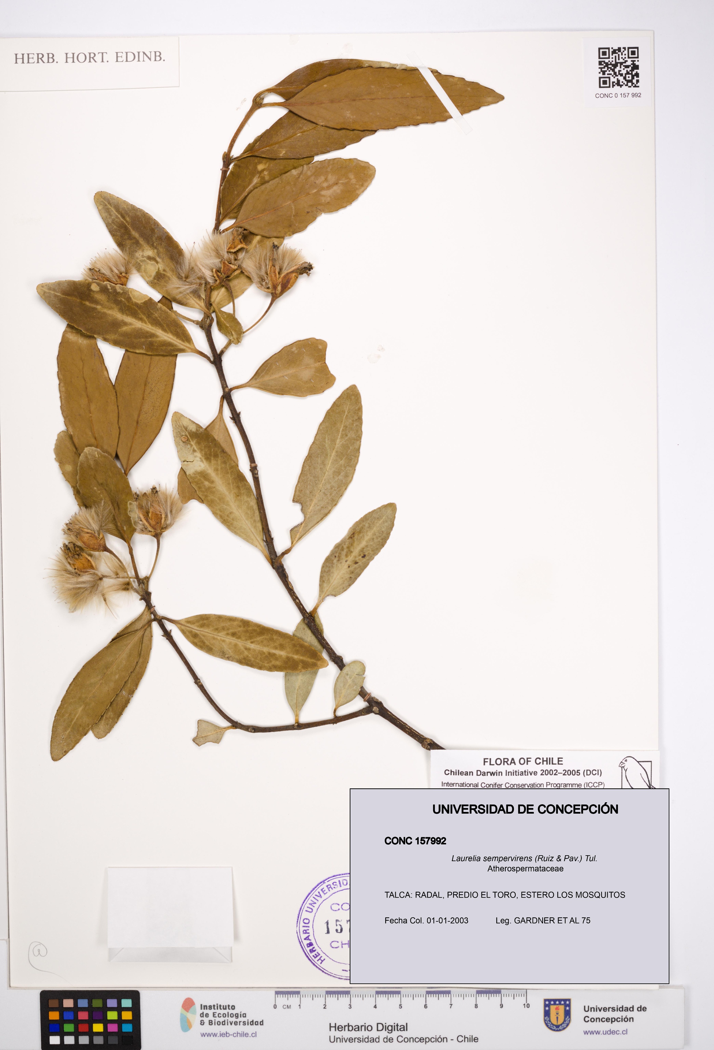 Laurelia sempervirens [Espécimen: UDEC:CONC:0157992]