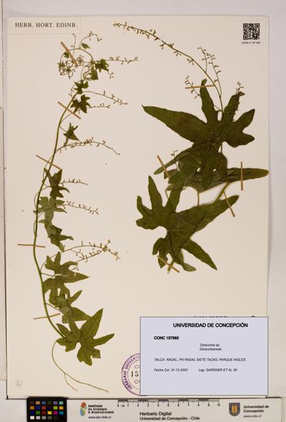 Dioscorea sp. [Espécimen: ]