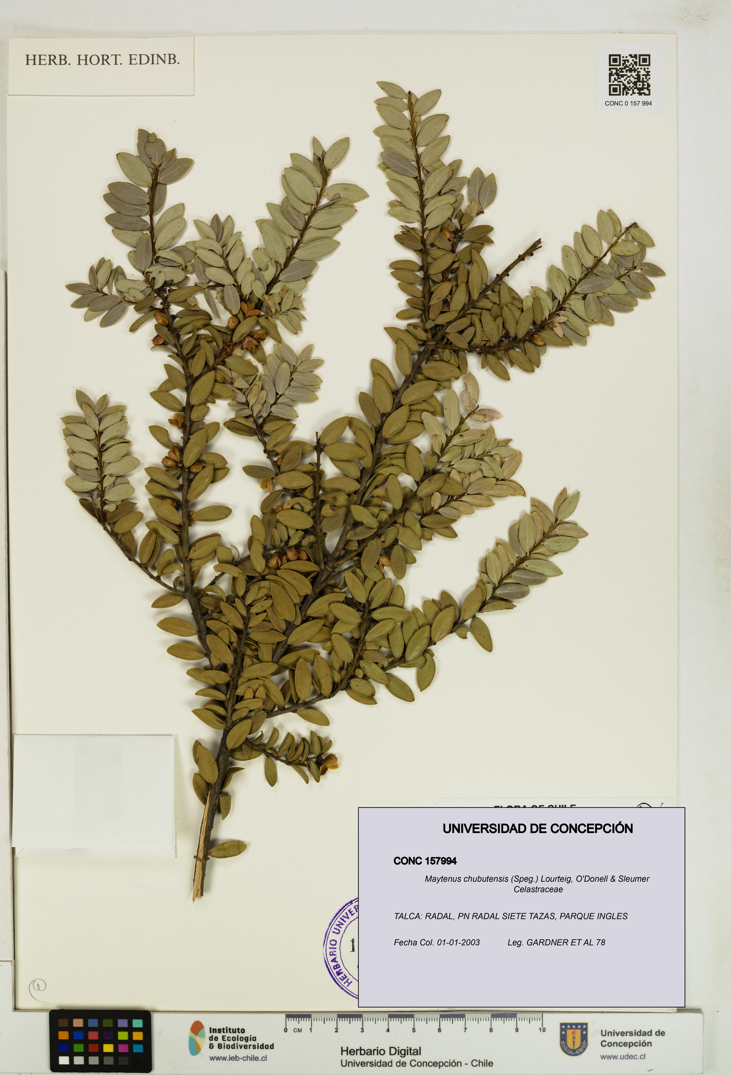 Maytenus chubutensis [Espécimen: UDEC:CONC:0157994]
