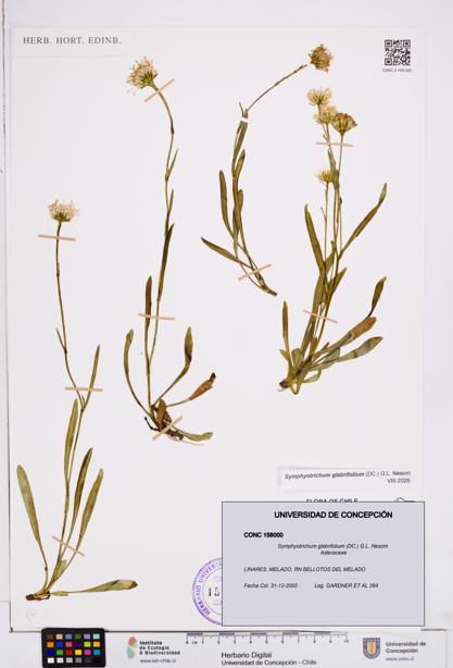 Symphyotrichum glabrifolium [Espécimen: ]