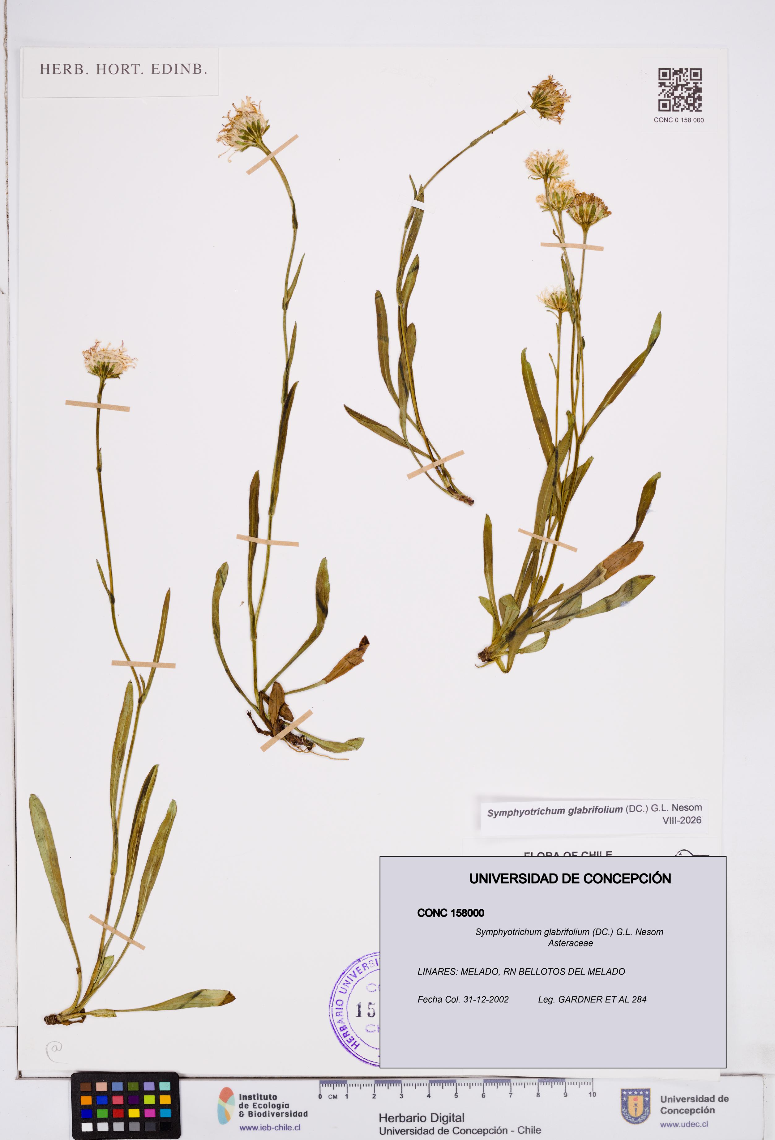 Symphyotrichum glabrifolium [Espécimen: ]