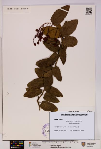 Berberidopsis corallina [Espécimen: UDEC:CONC:0158011]