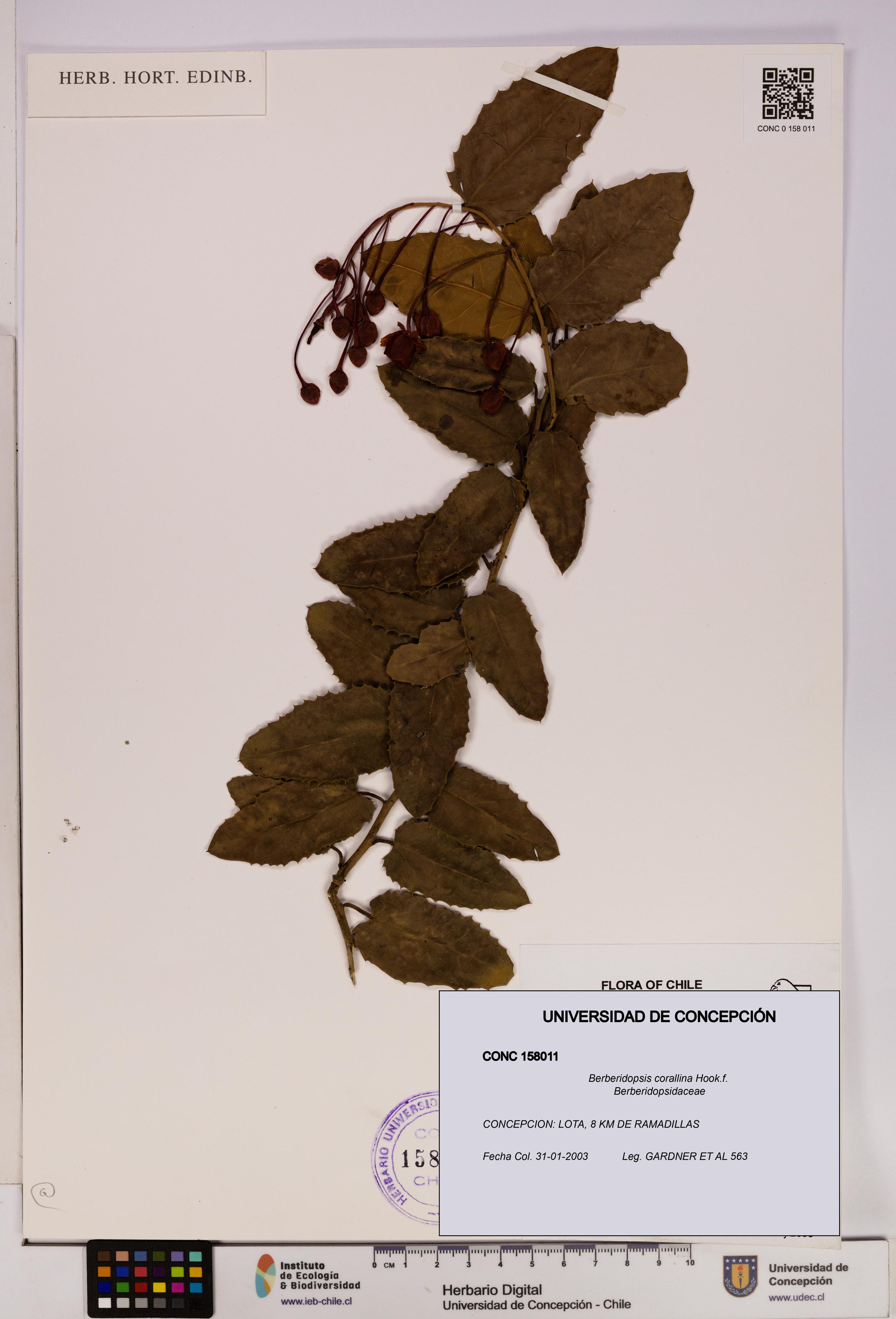 Berberidopsis corallina [Espécimen: UDEC:CONC:0158011]