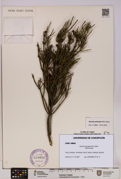 Discaria articulata [Espécimen: UDEC:CONC:0158022]