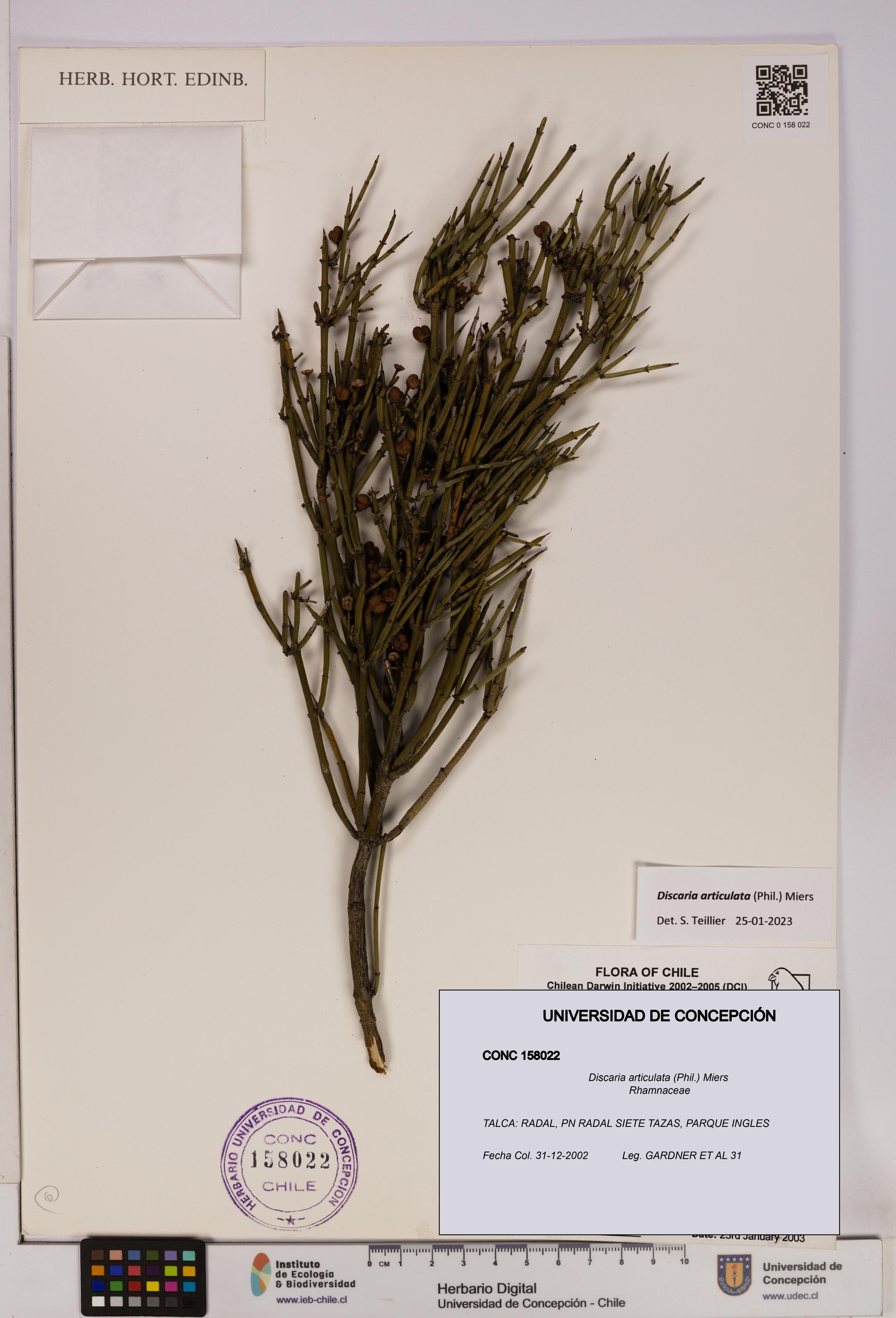 Discaria articulata [Espécimen: UDEC:CONC:0158022]