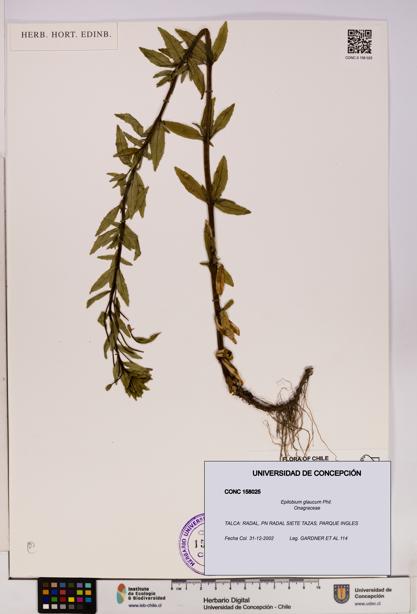 Epilobium glaucum [Espécimen: UDEC:CONC:0158025]
