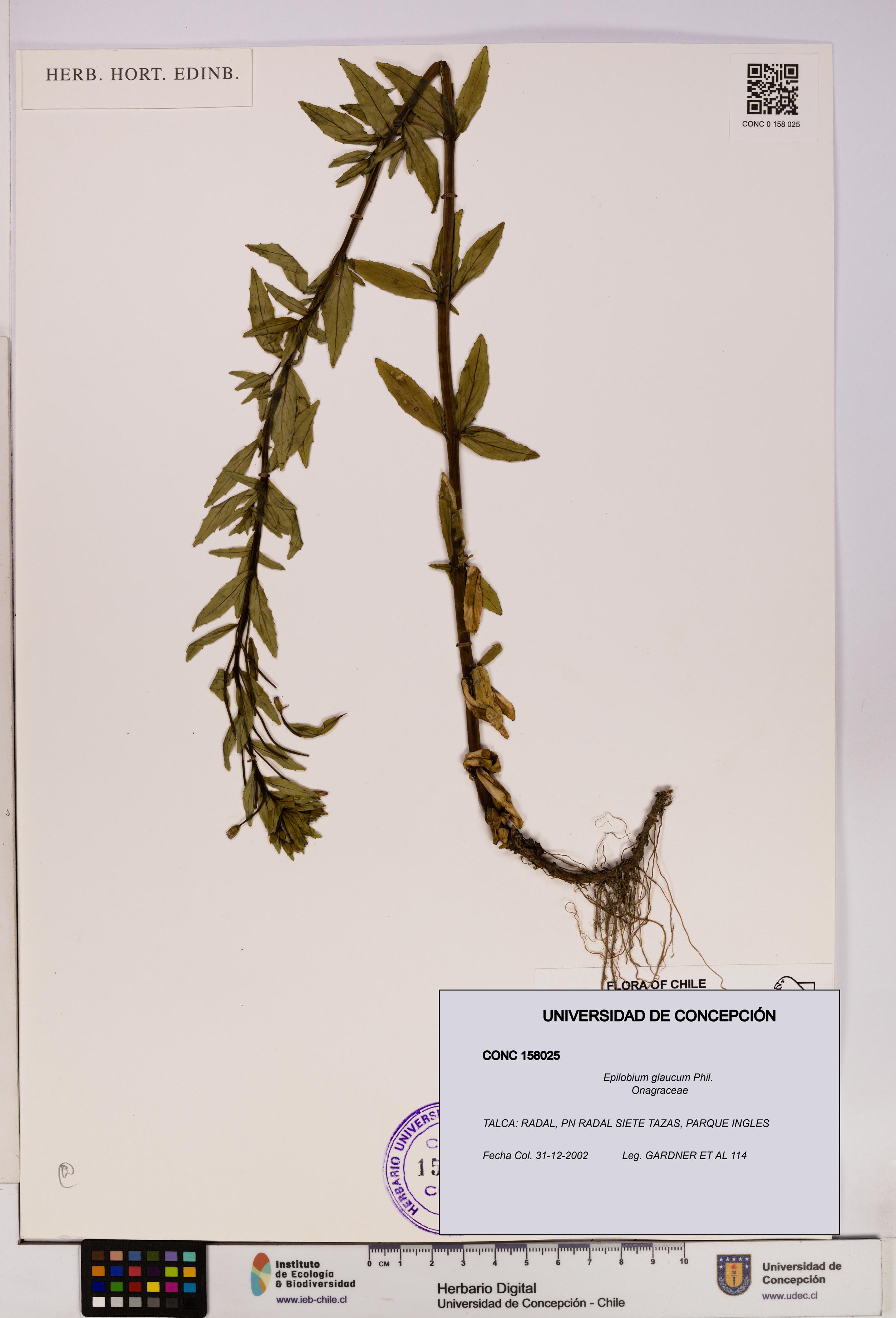 Epilobium glaucum [Espécimen: UDEC:CONC:0158025]