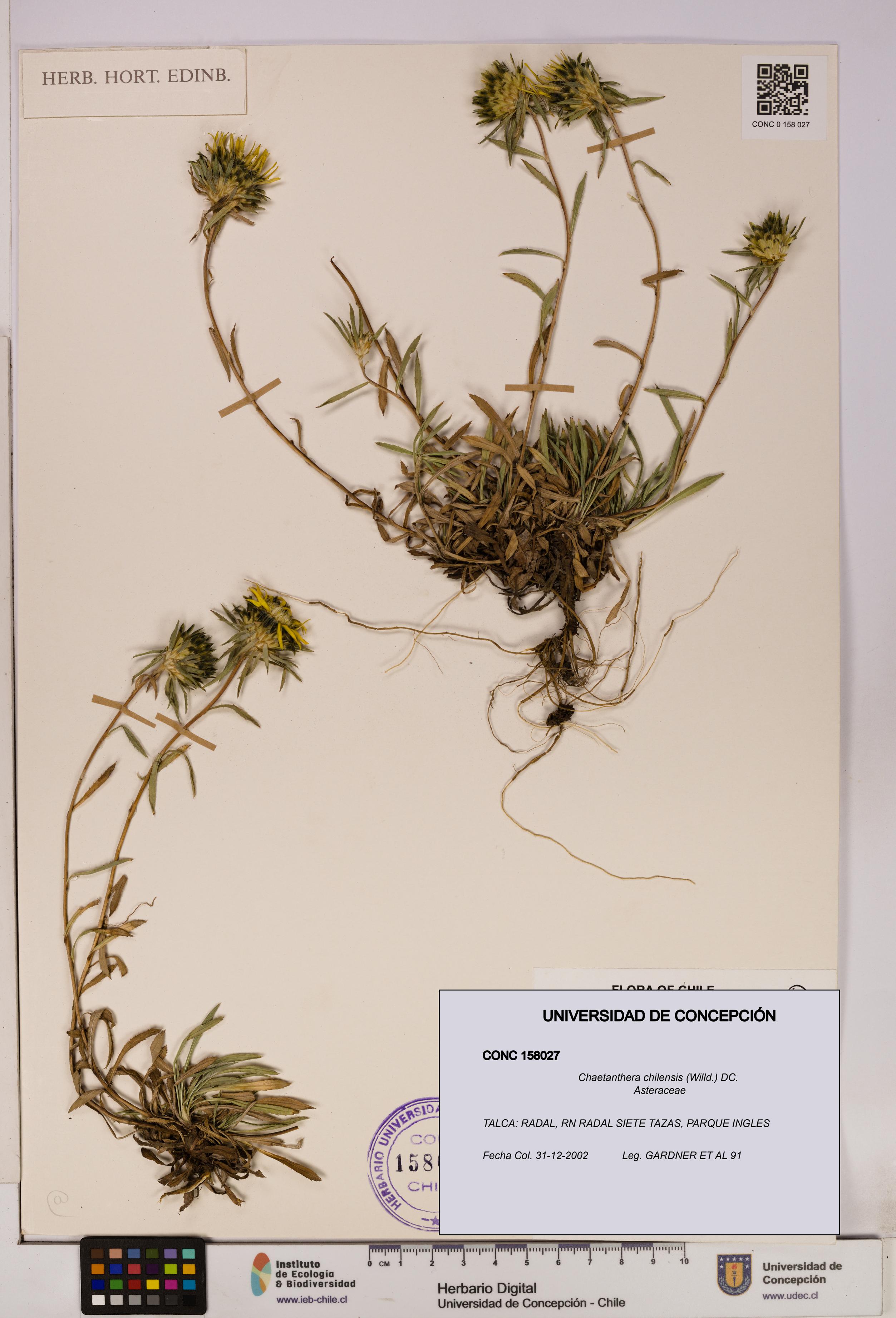 Chaetanthera chilensis [Espécimen: UDEC:CONC:0158027]