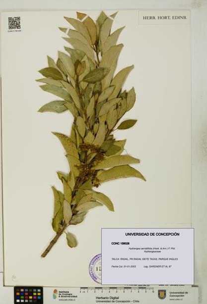 Hydrangea serratifolia [Espécimen: UDEC:CONC:0158028]