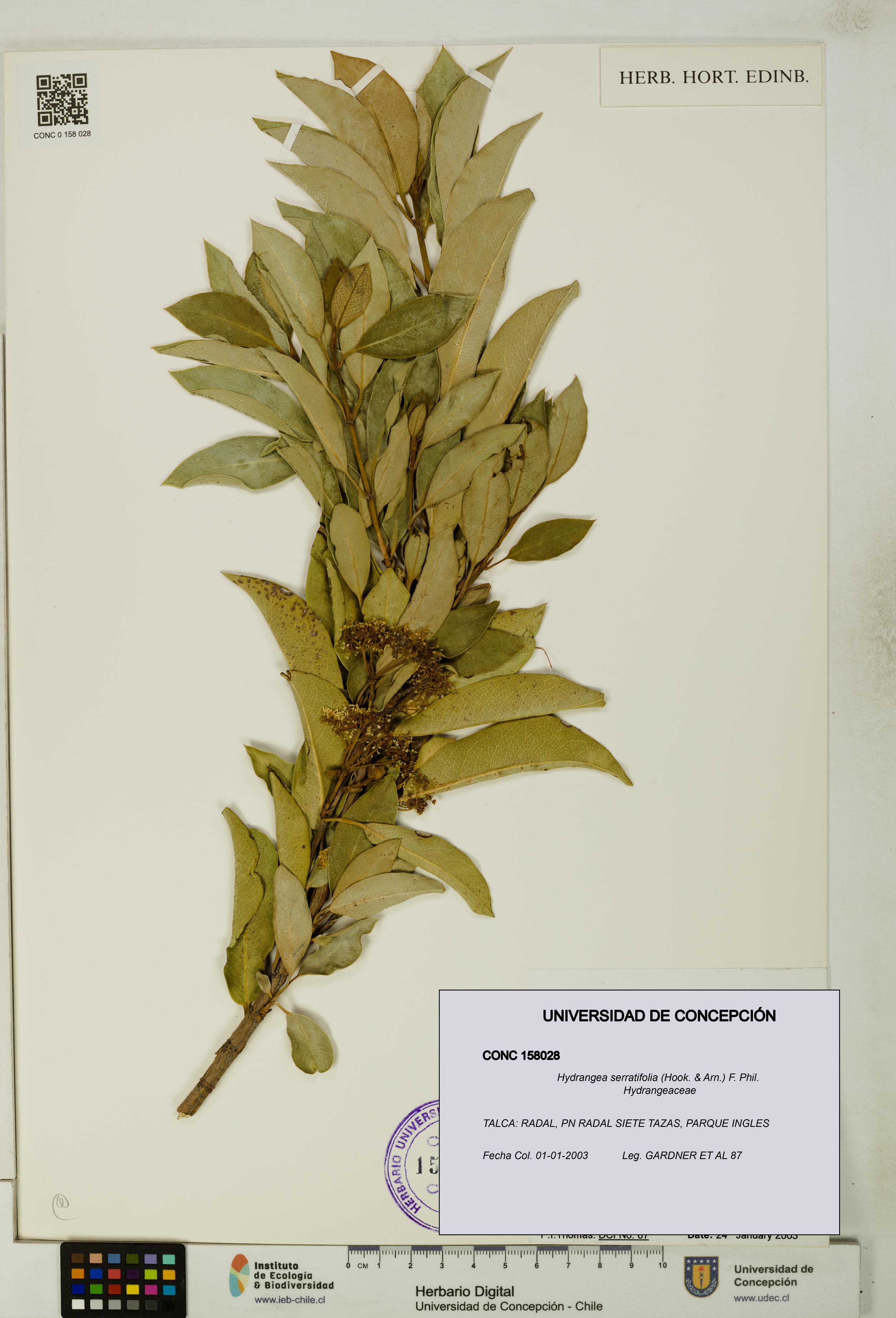 Hydrangea serratifolia [Espécimen: UDEC:CONC:0158028]