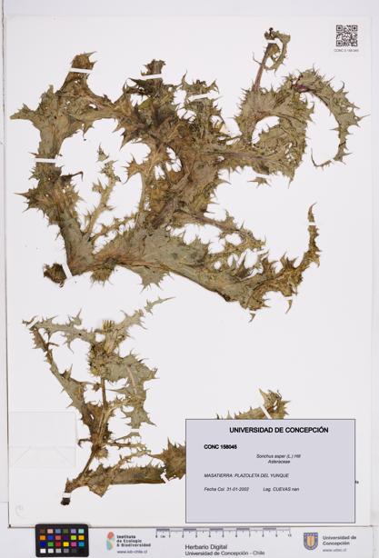 Sonchus asper [Espécimen: ]