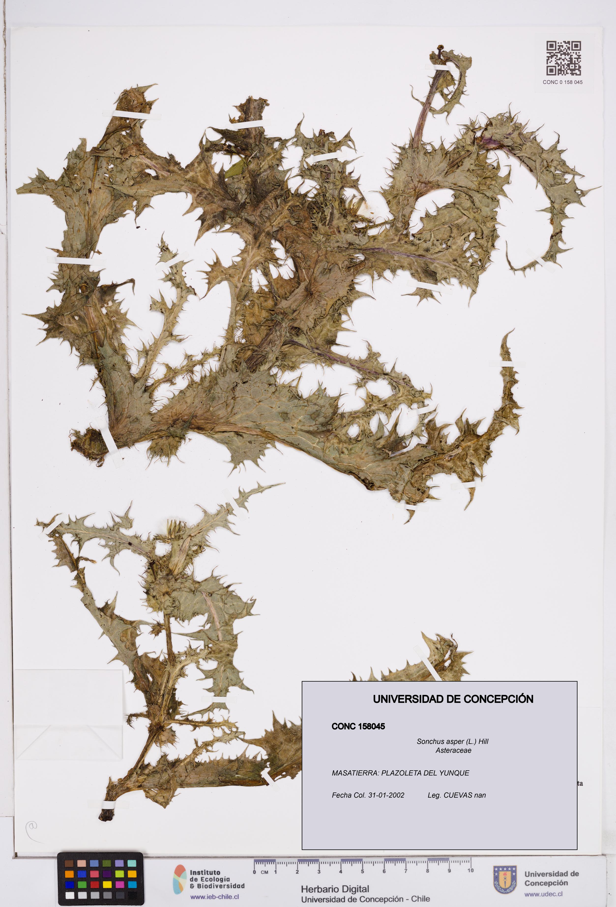 Sonchus asper [Espécimen: ]