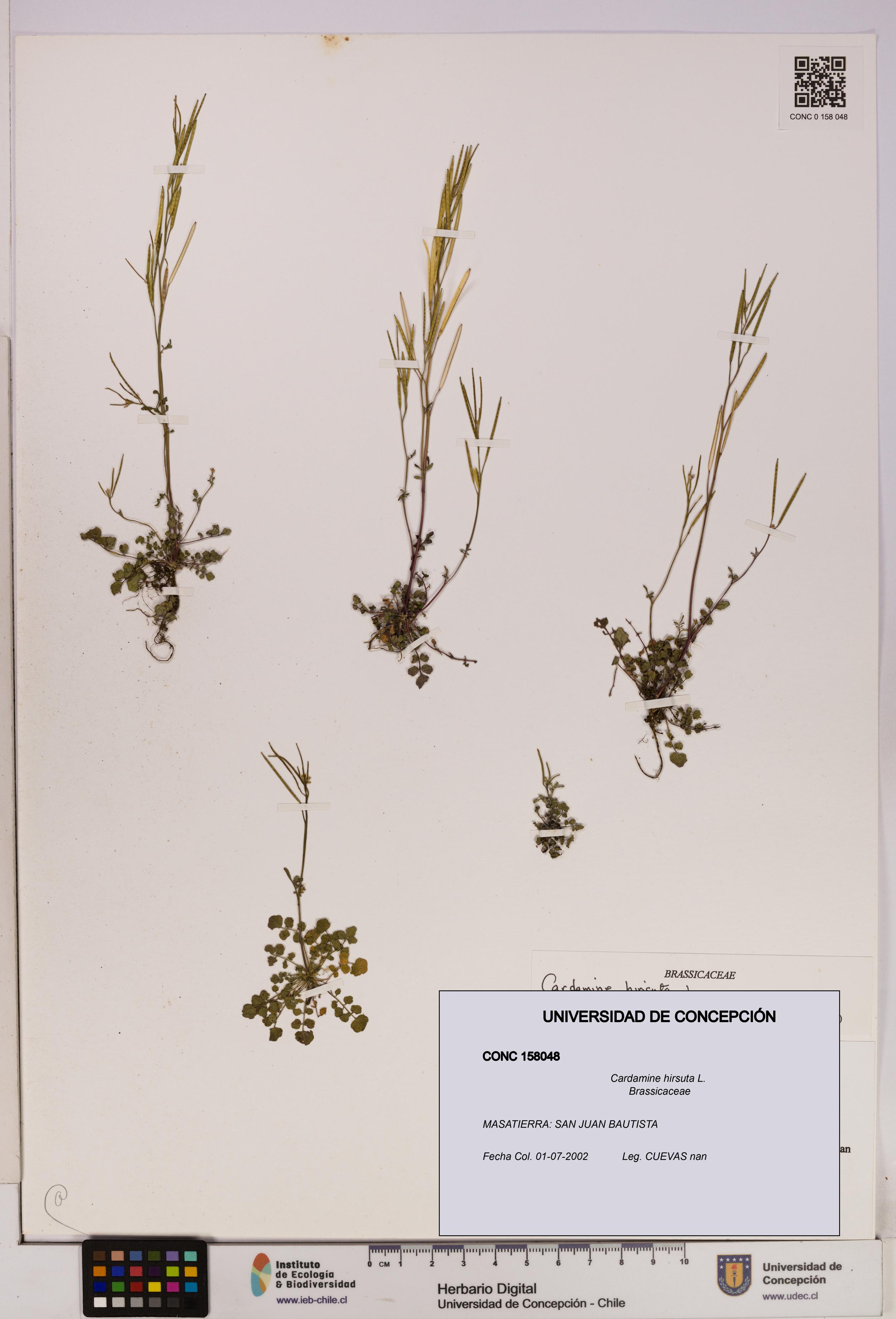 Cardamine hirsuta [Espécimen: UDEC:CONC:0158048]