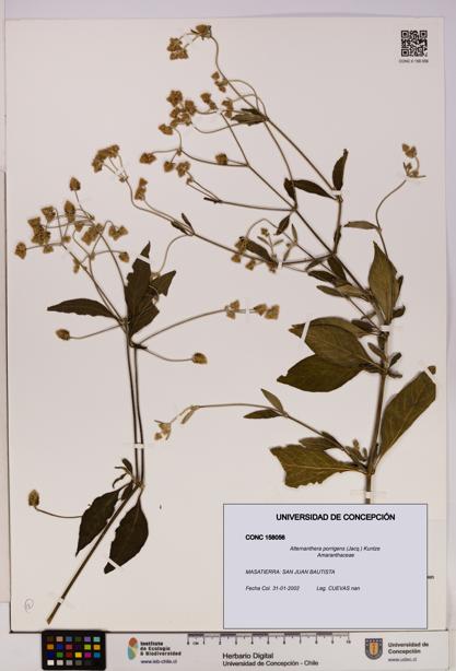 Alternanthera porrigens [Espécimen: UDEC:CONC:0158056]