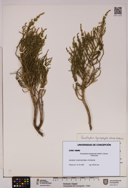 Parastrephia lepidophylla [Espécimen: UDEC:CONC:0158060]