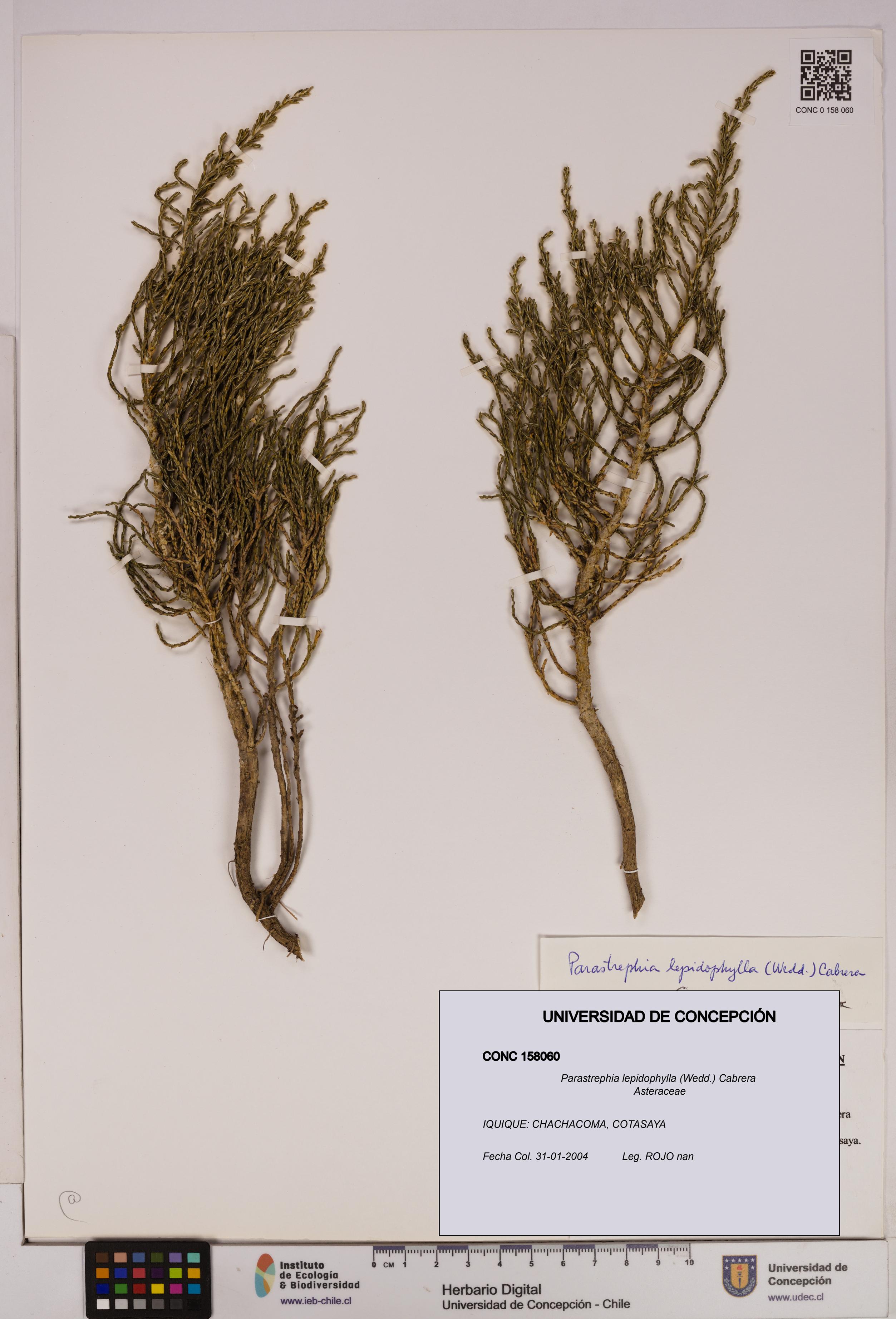 Parastrephia lepidophylla [Espécimen: UDEC:CONC:0158060]