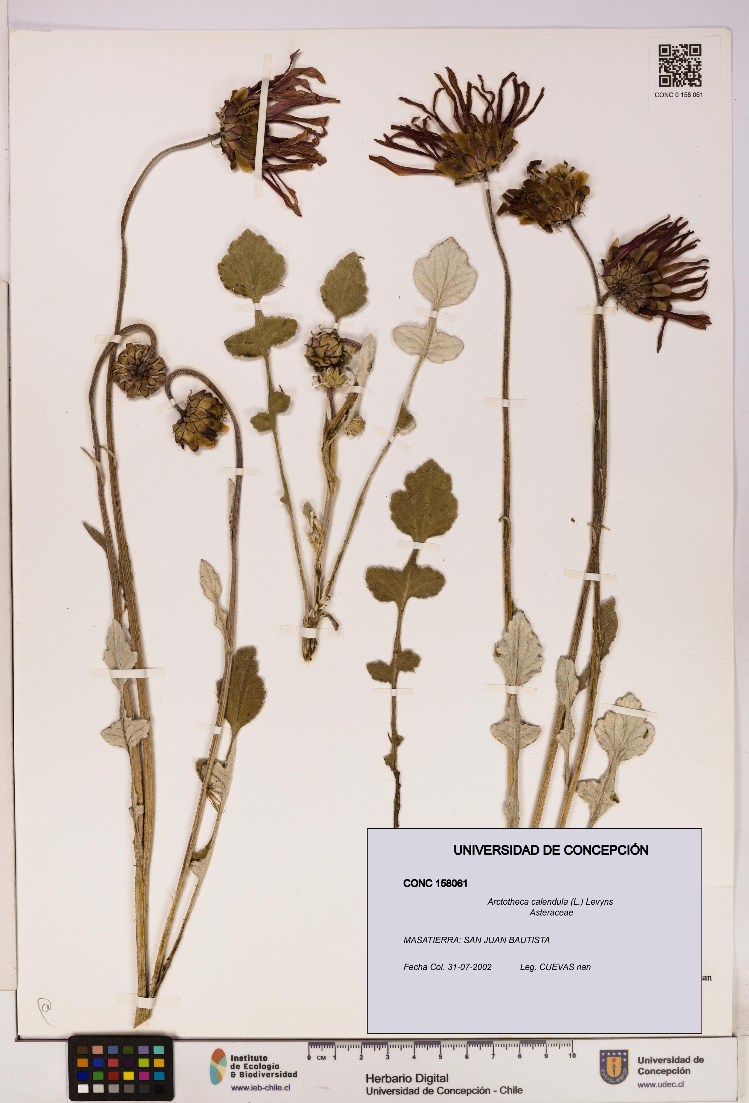 Arctotheca calendula [Espécimen: UDEC:CONC:0158061]