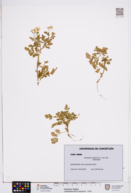 Tanacetum parthenium [Espécimen: ]