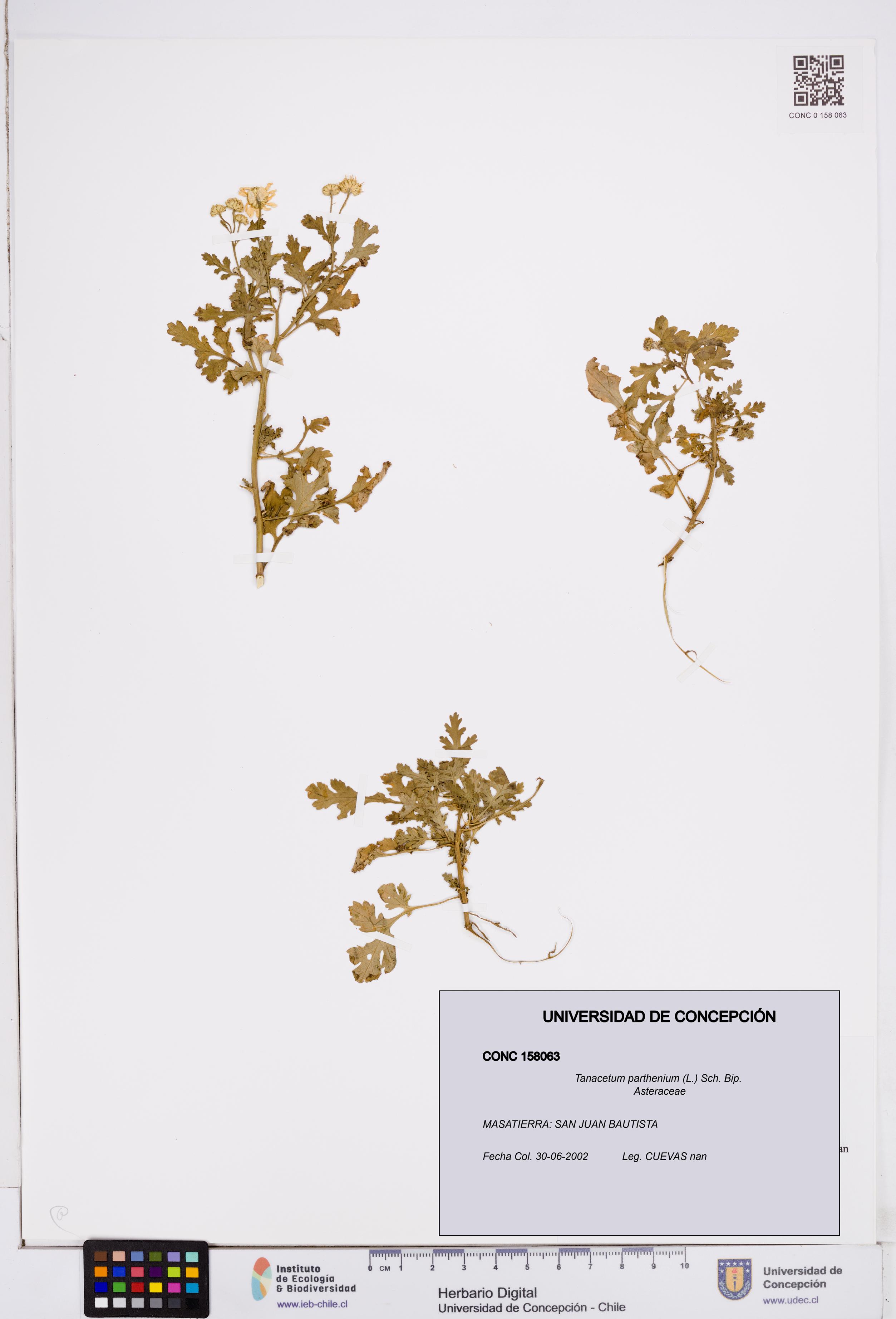Tanacetum parthenium [Espécimen: ]