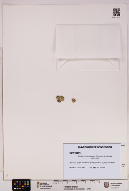 Oriastrum achenohirsutum [Espécimen: UDEC:CONC:0158071]