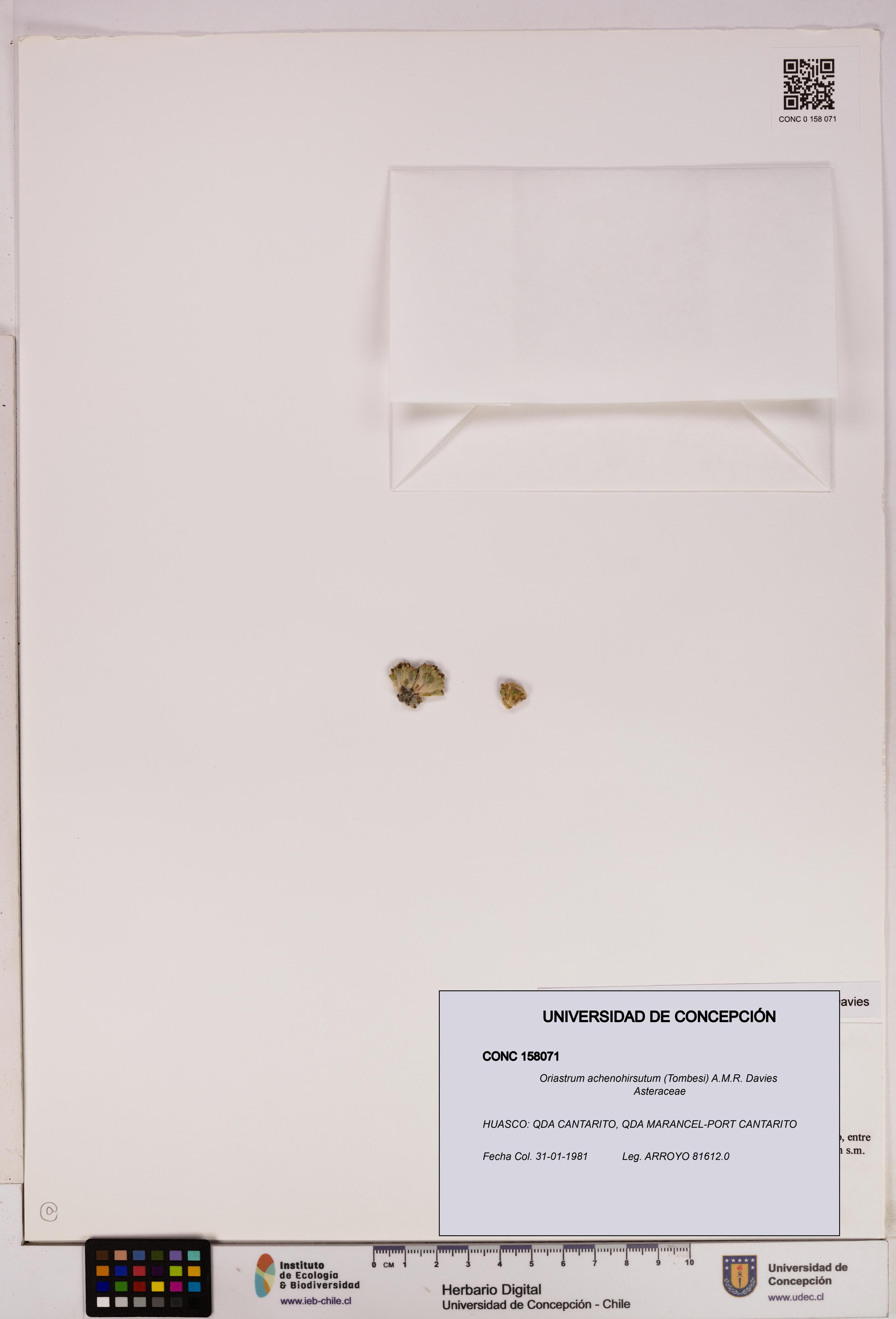 Oriastrum achenohirsutum [Espécimen: UDEC:CONC:0158071]