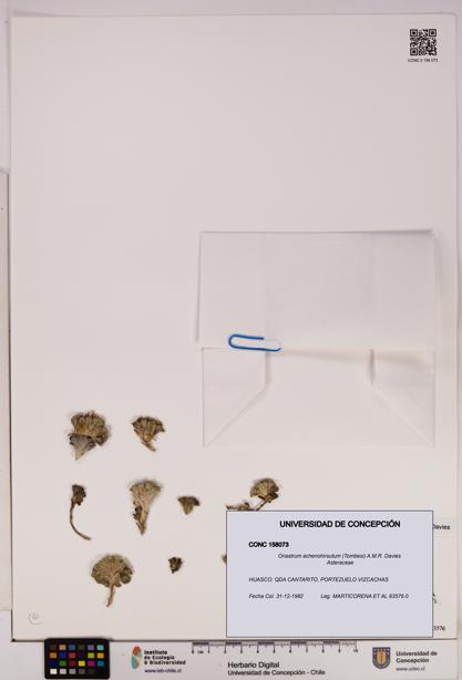 Oriastrum achenohirsutum [Espécimen: UDEC:CONC:0158073]