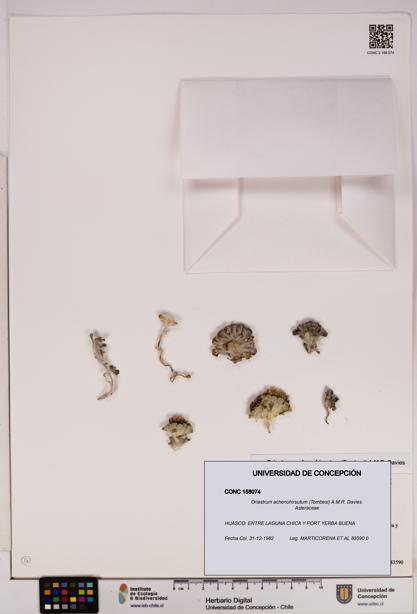 Oriastrum achenohirsutum [Espécimen: UDEC:CONC:0158074]